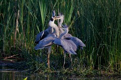 Graureiher, Ardea cinerea (6)