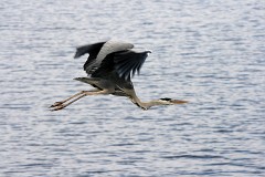 Graureiher, Ardea cinerea (8)