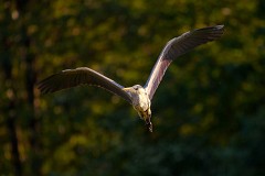 Graureiher, Ardea cinerea (9)