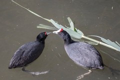 Kammbläßhuhn, Fulica cristata (1)