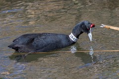 Kammbläßhuhn, Fulica cristata (10)