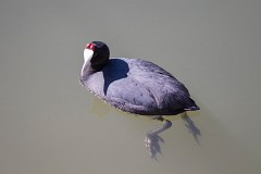 Kammbläßhuhn, Fulica cristata (2)