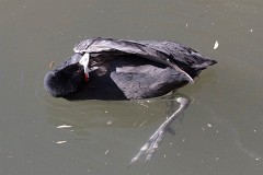 Kammbläßhuhn, Fulica cristata (3)