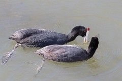 Kammbläßhuhn, Fulica cristata (4)