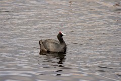 Kammbläßhuhn, Fulica cristata (6)