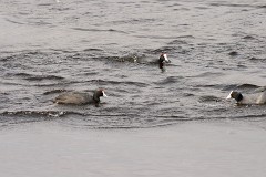 Kammbläßhuhn, Fulica cristata (7)