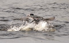 Kammbläßhuhn, Fulica cristata (8)