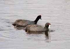 Kammbläßhuhn, Fulica cristata (9)