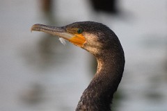 Kormoran, Phalacrocorax carbo (1)