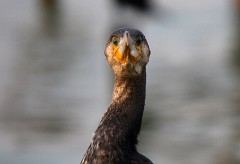 Kormoran, Phalacrocorax carbo (2)