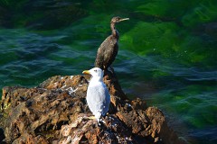 Krähenscharbe und Mittelmeermöwe, Phalacrocorax aristotelis und Larus michahellis(1)