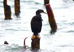 Krähenscharbe, Phalacrocorax aristotelis (1)