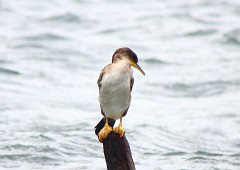 Krähenscharbe, Phalacrocorax aristotelis (2)