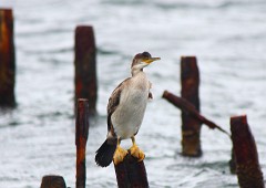 Krähenscharbe, Phalacrocorax aristotelis (3)