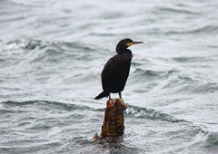 Krähenscharbe, Phalacrocorax aristotelis (4)
