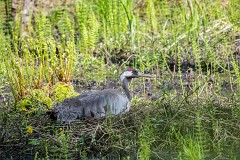 Kranich, Grus grus (1)