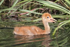 Kranich, Grus grus (2)