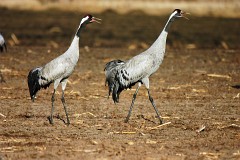 Kranich, Grus grus (3)