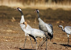 Kranich, Grus grus (4)