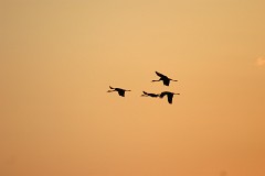 Kranich, Grus grus (5)