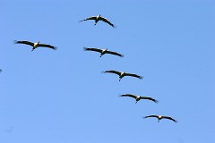 Kranich, Grus grus (6)