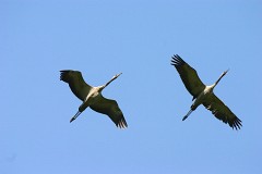 Kranich, Grus grus (7)