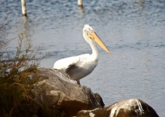 Krauskopfpelikan, Pelecanus crispus (1)