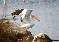 Krauskopfpelikan, Pelecanus crispus (2)