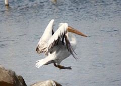 Krauskopfpelikan, Pelecanus crispus (3)