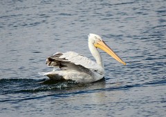 Krauskopfpelikan, Pelecanus crispus (4)