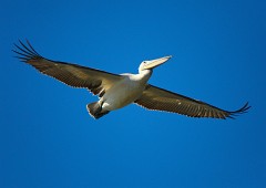 Krauskopfpelikan, Pelecanus crispus (5)