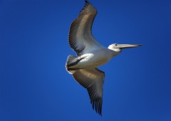 Krauskopfpelikan, Pelecanus crispus (6)