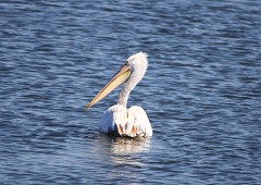 Krauskopfpelikan, Pelecanus crispus (7)