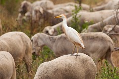 Kuhreiher,Bubulcus ibis (1)