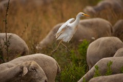 Kuhreiher,Bubulcus ibis (2)