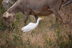 Kuhreiher,Bubulcus ibis (3)