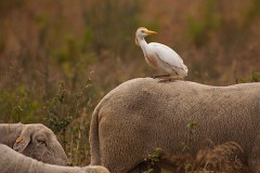Kuhreiher,Bubulcus ibis (4)