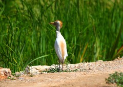Kuhreiher,Bubulcus ibis (5)