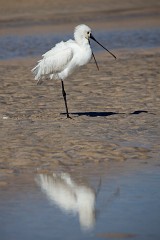 Löffler, Platalea leucorodia (1)