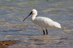 Löffler, Platalea leucorodia (2)