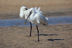 Löffler, Platalea leucorodia (3)