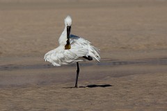 Löffler, Platalea leucorodia (4)