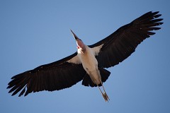 Marabu, Leptoptilos crumeniferus (1)
