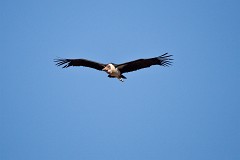 Marabu, Leptoptilos crumeniferus (2)