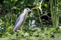Nachtreiher, Nycticorax nycticorax (1)