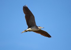 Nachtreiher, Nycticorax nycticorax (2)