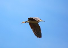 Nachtreiher, Nycticorax nycticorax (3)
