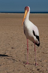 Nimmersatt, Mycteria ibis (1)