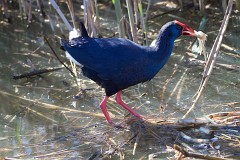 Purpurhuhn, Porphyrio porphyrio (1)