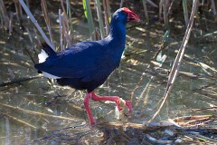 Purpurhuhn, Porphyrio porphyrio (2)